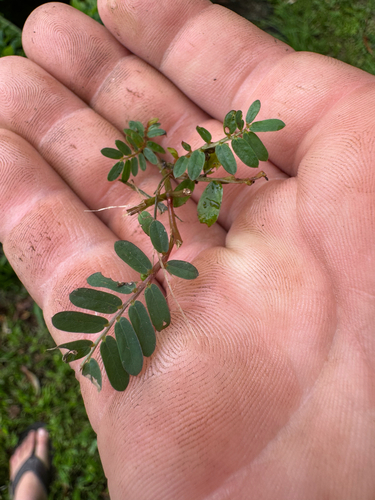 Phyllanthus urinaria observed 2026-06-27