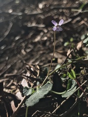 Viola silicestris
