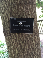 Persea americana