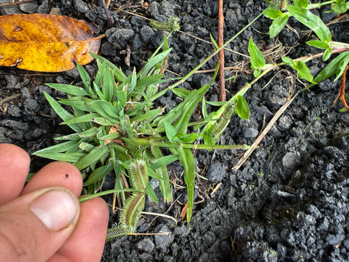 Dactyloctenium aegyptium observed 2026-06-27