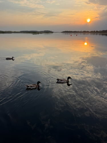 Mallard