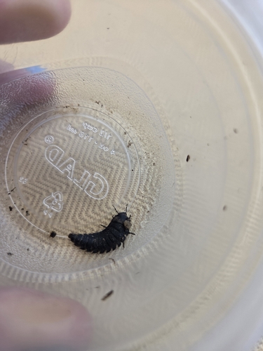 American Carrion Beetle