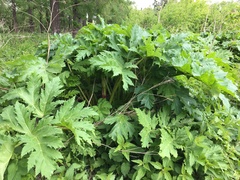 Heracleum sosnowskyi