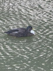 Mallard