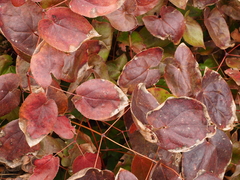 Epimedium × versicolor