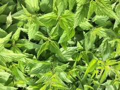 Urtica dioica