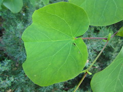 Cercis siliquastrum