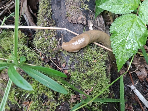 Pacific Banana Slug