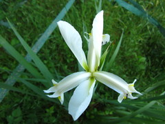 Iris orientalis