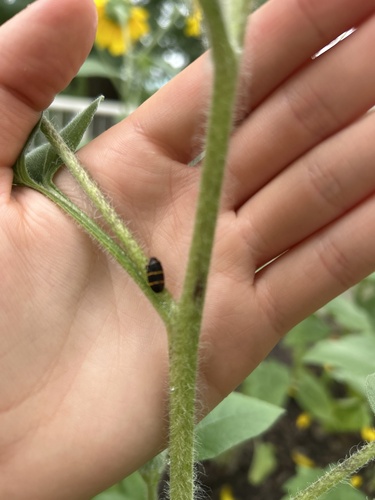 Two-lined Spittlebug