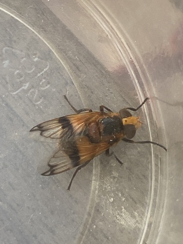 Orange-belted Plumehorn
