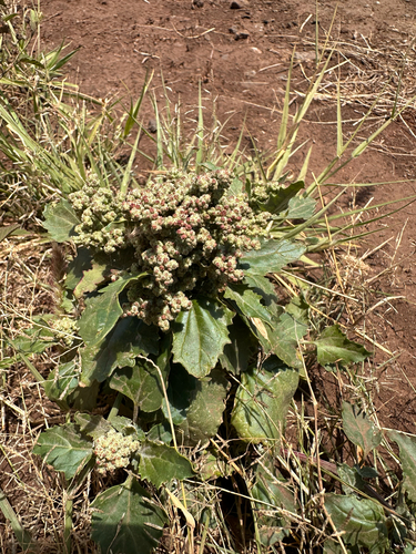 Chenopodiastrum murale observed 2026-05-30