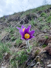 Pulsatilla montana