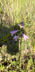 (c) Elissa Totin, some rights reserved (CC BY) Physostegia purpurea, photograph (c) Elissa Totin, some rights reserved (CC BY)