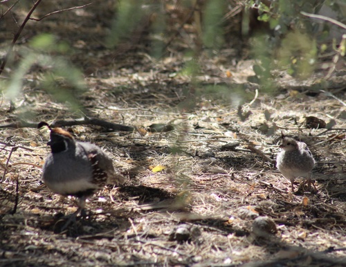 Gambel's Quail