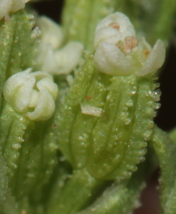 Plains Sandparsley