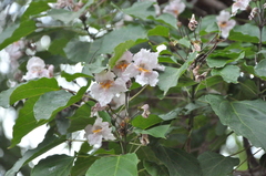 Catalpa bungei