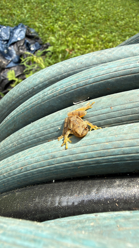 Spring Peeper