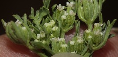 Ammoselinum popei