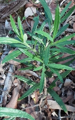 Senecio linearifolius linearifolius