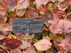 Epimedium × versicolor
