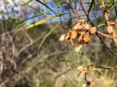 Dodonaea stenophylla