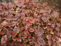 Epimedium × versicolor