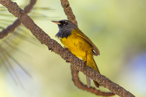 iNaturalist observation photo of MacGillivray's Warbler