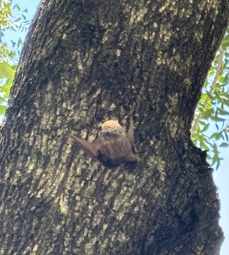 Eastern Red Bat