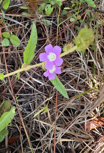 Melochia spicata, photograph 3