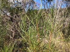 Dodonaea stenophylla