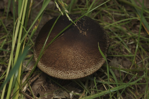 Leccinellum pseudoscabrum — (c) Dr. Sven Gippner, some rights reserved (CC BY)