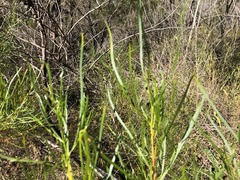 Dodonaea stenophylla