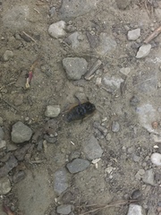 Dendroxena quadrimaculata