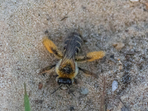 Common Pantaloon Bee, Wateren, Nederland, photo 8 of 10