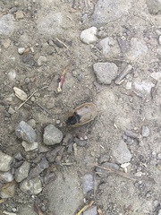 Dendroxena quadrimaculata