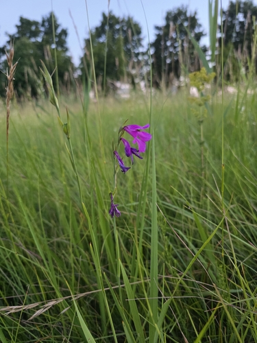 Gladiolus palustris, photograph 4