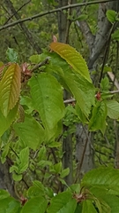 Prunus