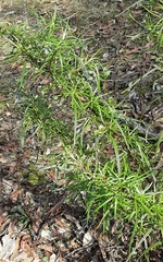 Senecio linearifolius linearifolius