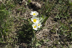 Ranunculus kuepferi