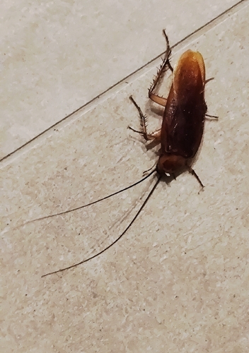 American Cockroach