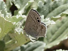 Leptomyrina