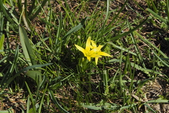 Gagea lutea