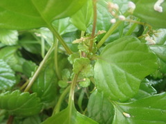 Plectranthus verticillatus