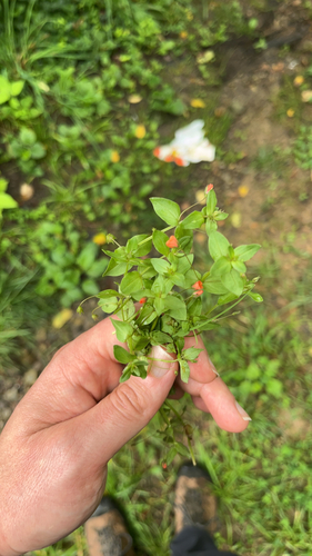 scarlet pimpernel