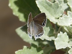 Leptomyrina