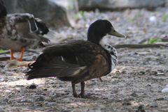 Domestic Mallard