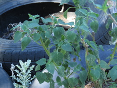 Leonotis nepetifolia nepetifolia