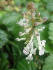 Plectranthus verticillatus