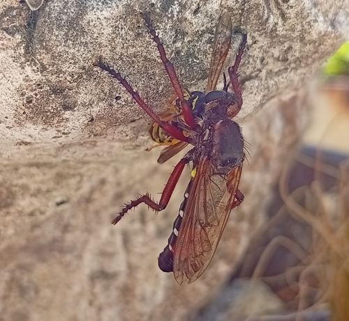 Dasypogon diadema